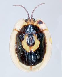   Aslamidium  (s. str.) habitus. 